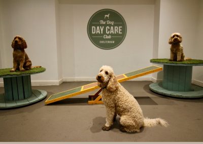 The Doggy Day Centre - Cheltenham Polyflor Quicklay - perfect solution